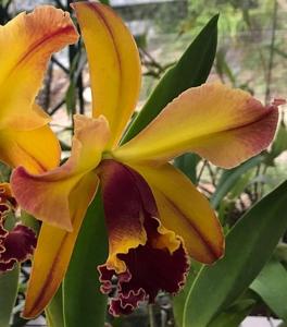 Rhyncholaeliocattleya Suzuki's Red Flare