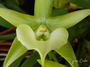 Angraecum Veitchii