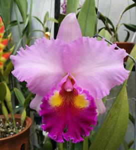 Rhyncholaeliocattleya Rose Whisper