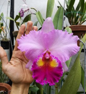Rhyncholaeliocattleya Rose Whisper