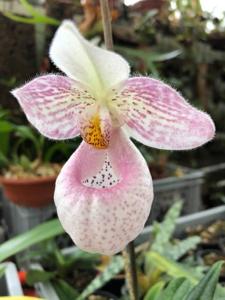 Paphiopedilum Lola Bird