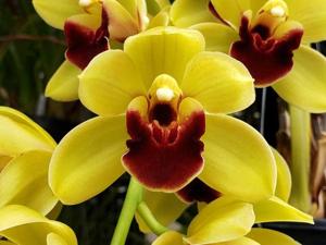 Cymbidium Pacific Sparkle