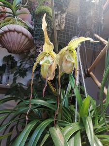 Phragmipedium Memoria Hans Glow