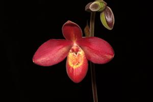 Phragmipedium Andean Fire