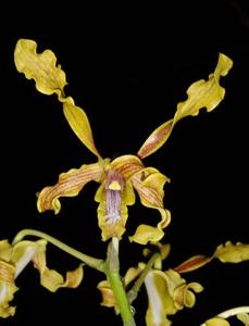 Dendrobium Deni Erianto