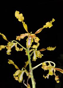 Dendrobium Deni Erianto