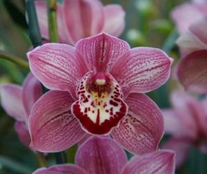 Cymbidium Kirby Lesh