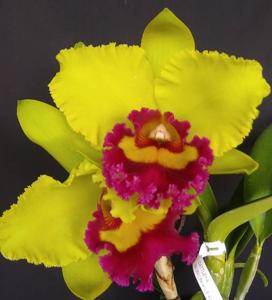 Rhyncholaeliocattleya Beverly Blietz