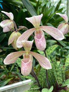 Paphiopedilum Olivia