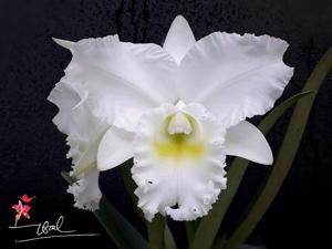 Cattleya Snow White