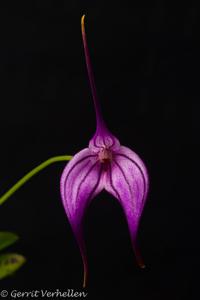 Masdevallia Charisma