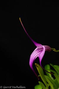 Masdevallia Charisma