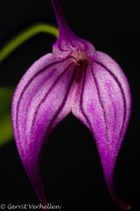 Masdevallia Charisma