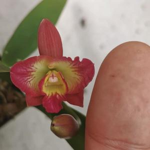 Cattleya Candy Sparks