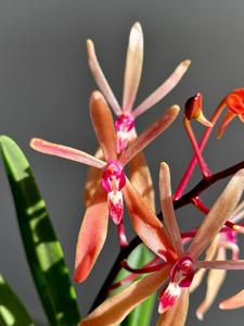 Renantanda Heiko Greffier