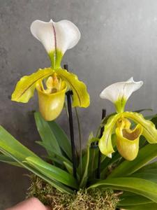 Paphiopedilum Sun Wukong