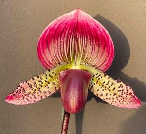 Paphiopedilum Grand Sangiovese