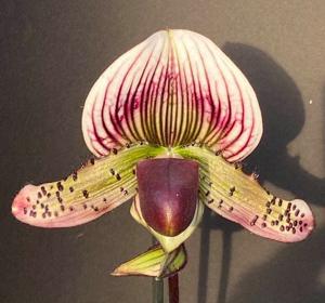 Paphiopedilum Doya Youbeautiful