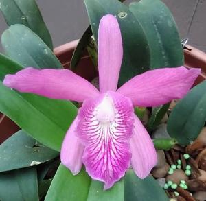 Cattleya Petite Pride