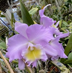 Rhyncholaeliocattleya Mount Anderson