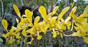 Dendrobium Mighty Antlers