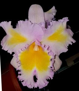 Rhyncholaeliocattleya Silk Slippers