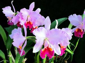 Cattleya Michelle Obama