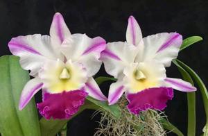 Rhyncholaeliocattleya Laura Bush