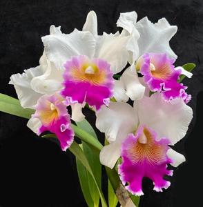 Rhyncholaeliocattleya Hillary Rodham Clinton