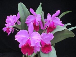 Cattleya Betty Ford