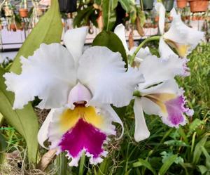 Cattleya Patricia Nixon