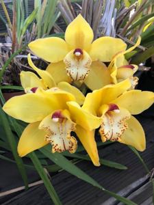 Cymbidium Via Ambarino