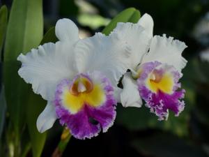 Cattleya Madame Edith Bongo