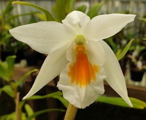 Dendrobium Fire Coral