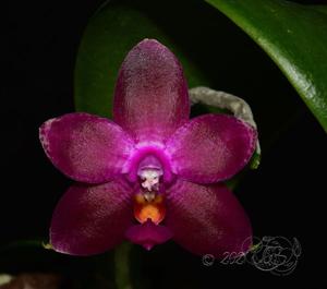 Phalaenopsis Teoh Tee Teong