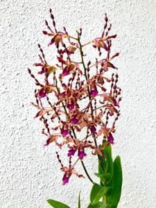 Dendrobium Tan Tock Seng Hospital