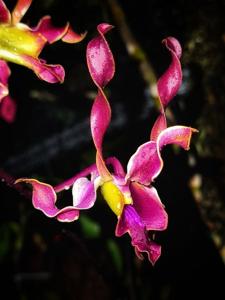 Dendrobium Vania Amelia Hindoyo