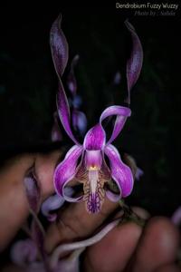 Dendrobium Fuzzy Wuzzy