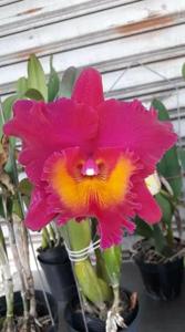 Rhyncholaeliocattleya Kat Red Giant