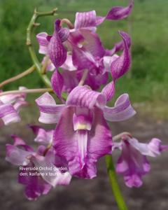 Dendrobium Kaifano-taurinum