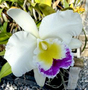 Rhyncholaeliocattleya Blanche Aisaka