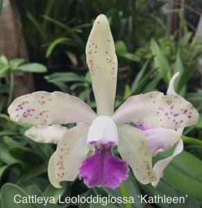 Cattleya Leoloddiglossa