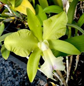 Rhyncholaeliocattleya Green Dragoon