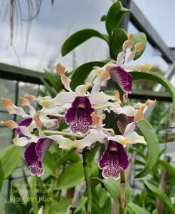 Dendrobium Nisaetus Bartelsi