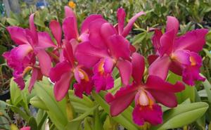 Cattlianthe Miva Royal Chocolate