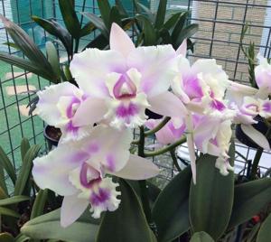 Rhyncholaeliocattleya Mari's Song-Chancemaker