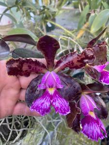 Cattleya Peckaviensis