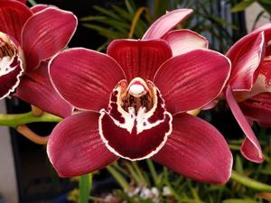 Cymbidium James Tee Kirk