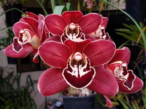 Cymbidium James Tee Kirk