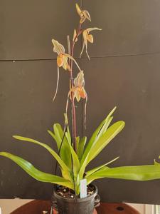 Paphiopedilum Booth's Strap Leaf